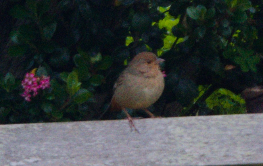 California Towhee - Gary Wood