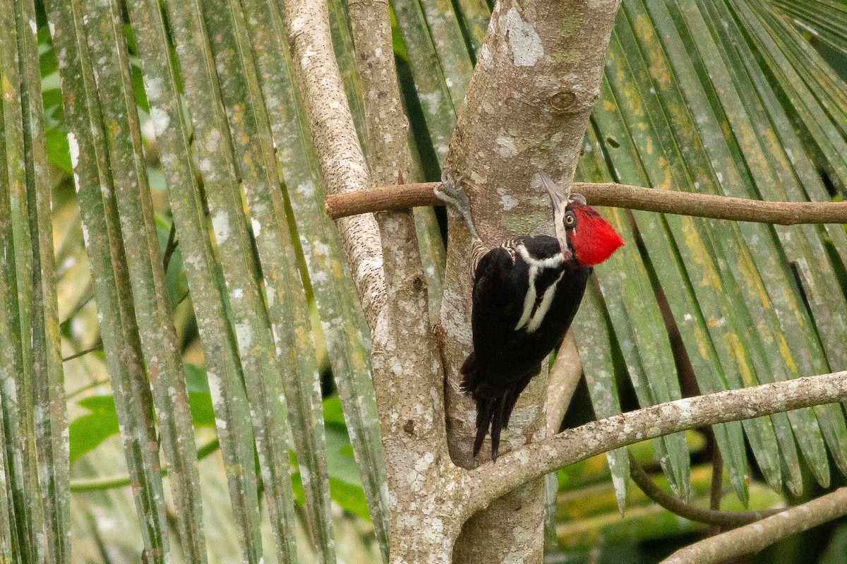 Crimson-crested Woodpecker - ML140263131