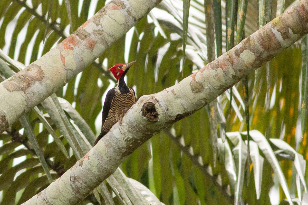Crimson-crested Woodpecker - ML140263141