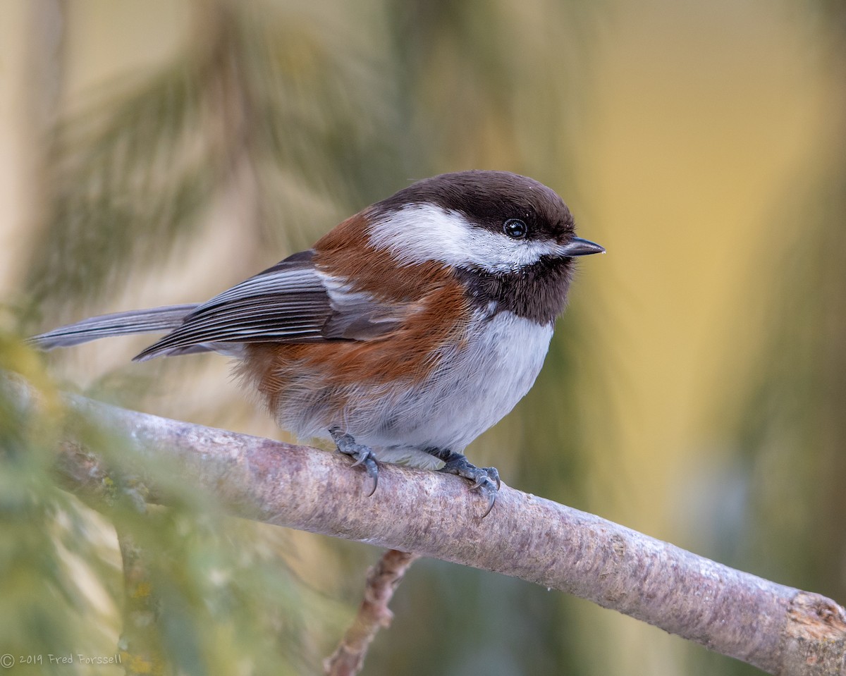 Chestnut-backed Chickadee - Fred Forssell