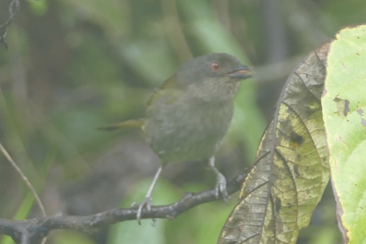 Clorospingo Oscuro - ML140264081