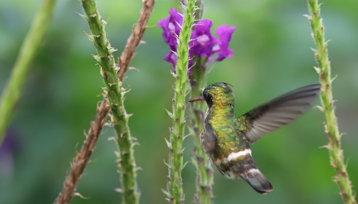 Black-crested Coquette - ML140264151