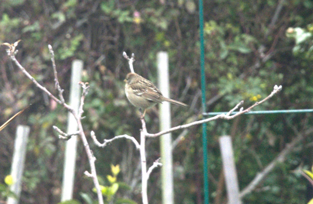 White-throated Sparrow - Gary Wood