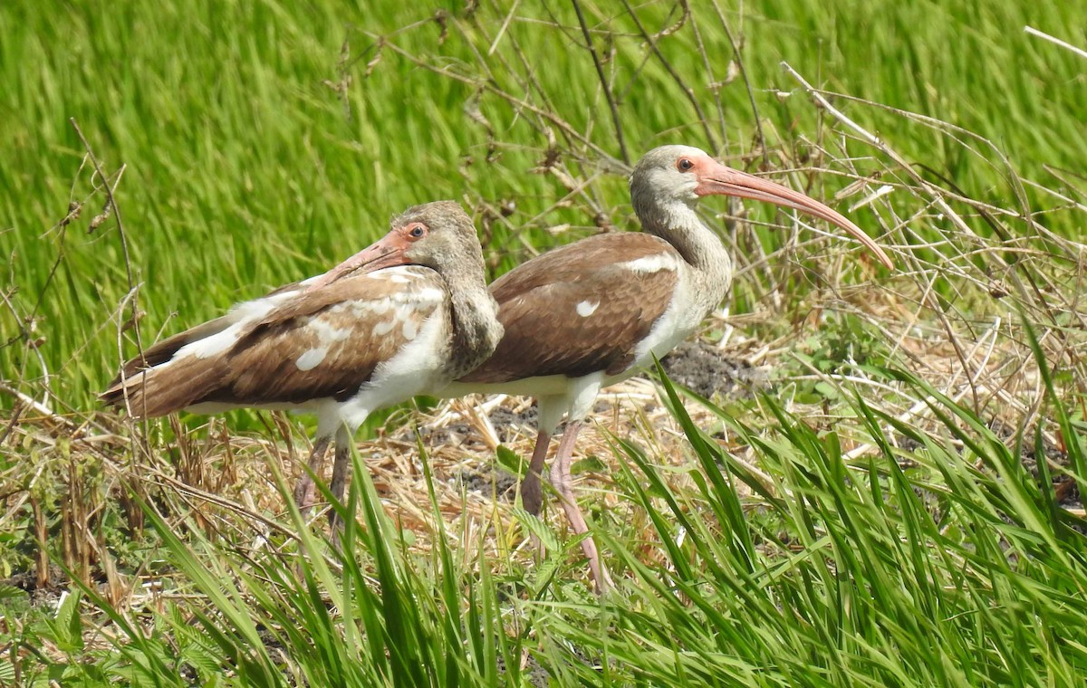 Ibis blanc - ML140266401