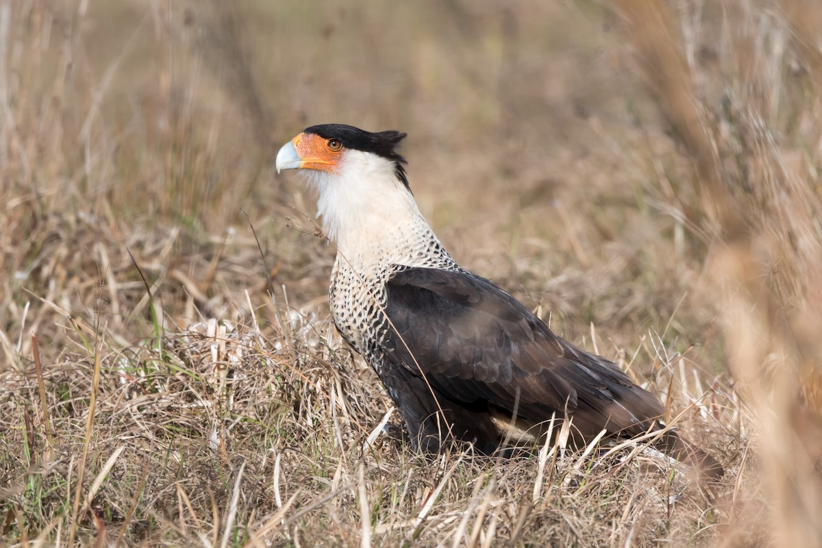 Crested Caracara (Northern) - ML140267611