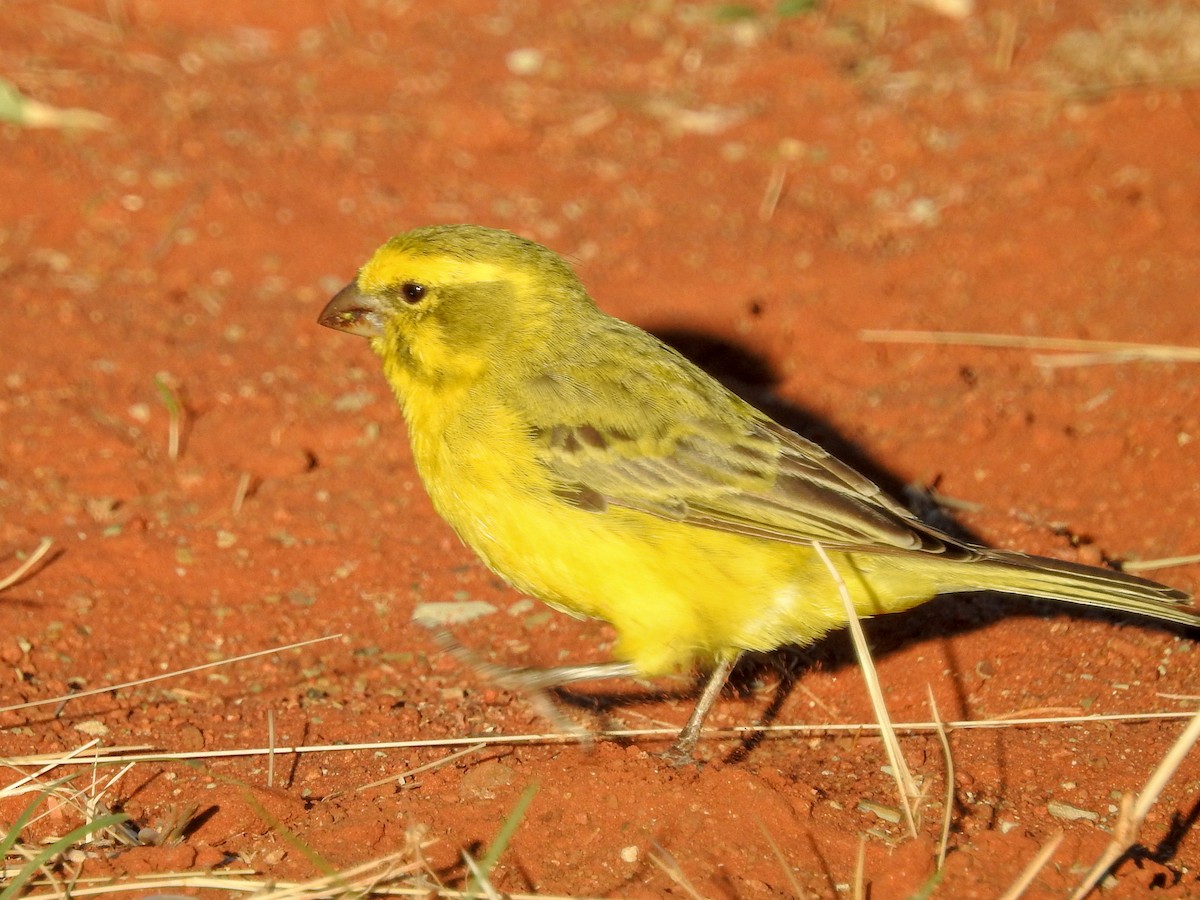 Serin de Sainte-Hélène - ML140268281