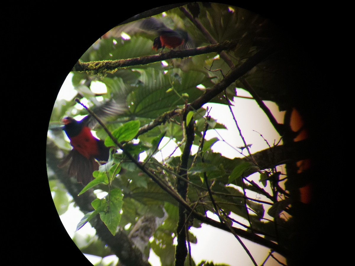 Slaty-tailed Trogon - ML140268681