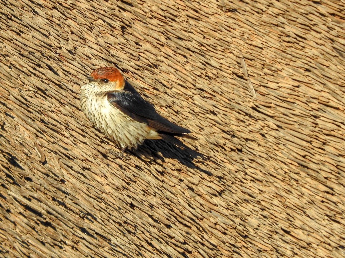 Greater Striped Swallow - ML140268751