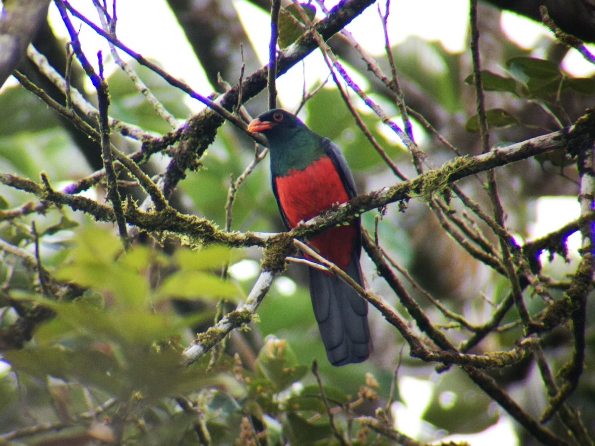 Slaty-tailed Trogon - ML140268901