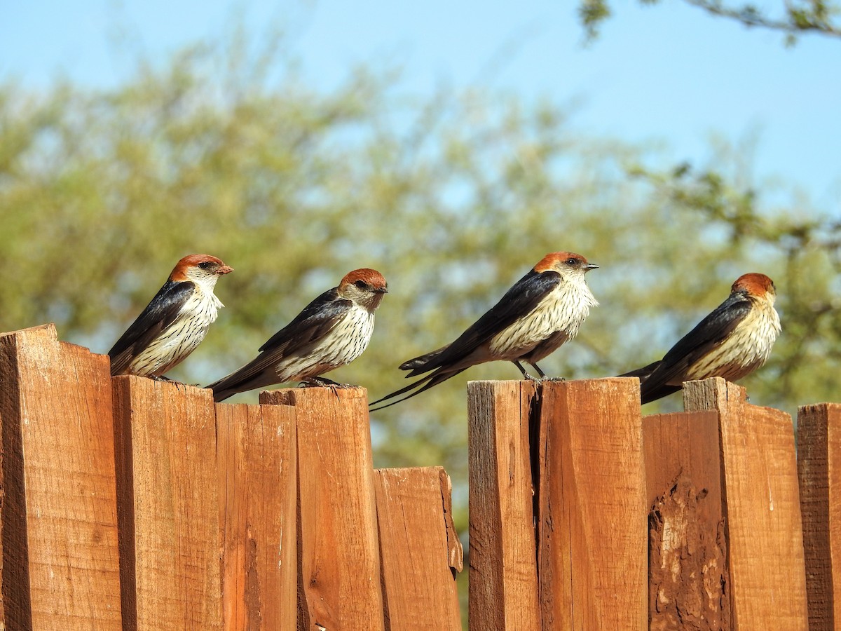 Greater Striped Swallow - ML140269211