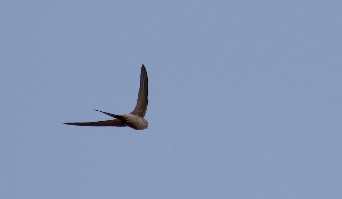 African Palm Swift - ML140269241