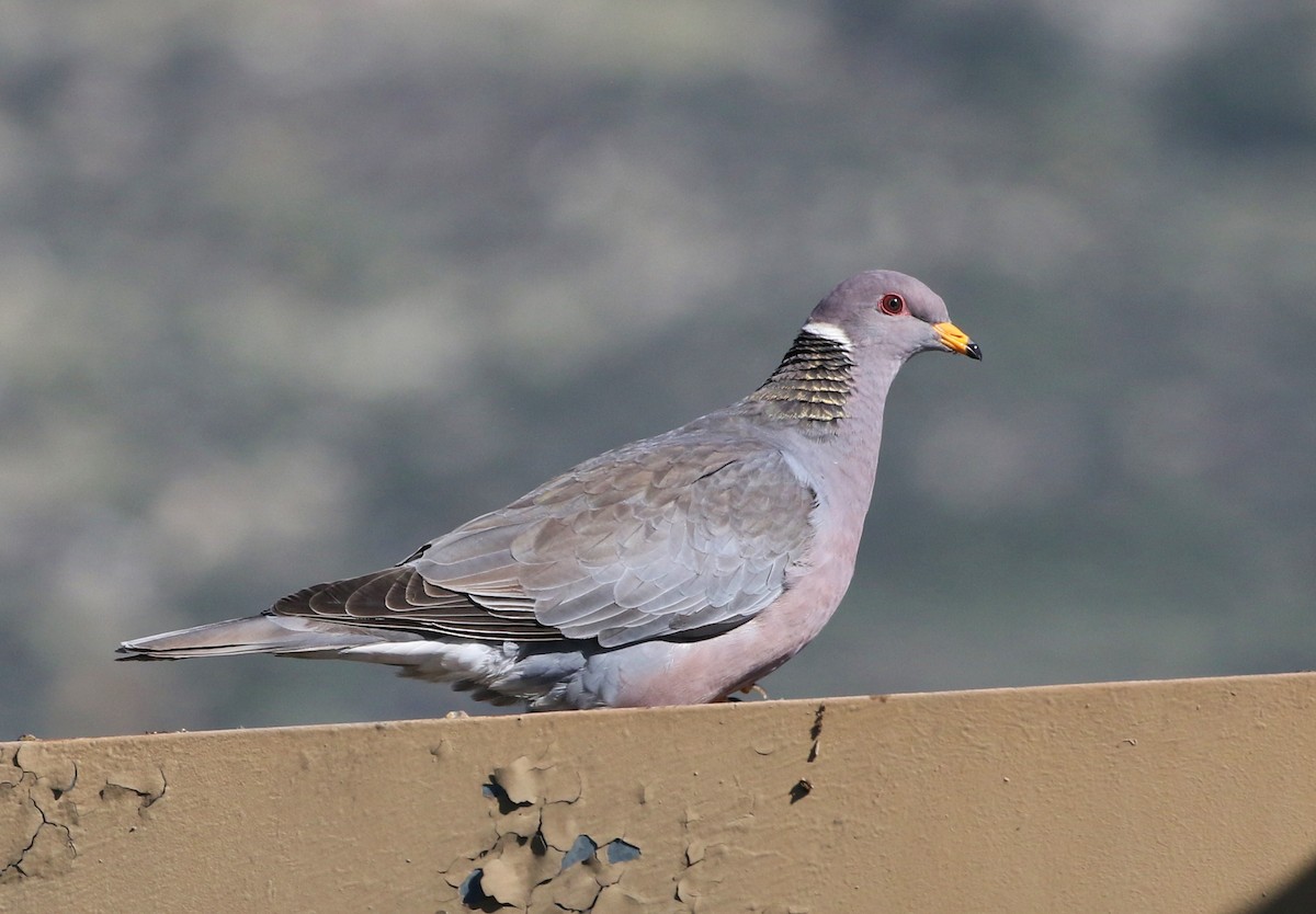 Band-tailed Pigeon - Tom Benson