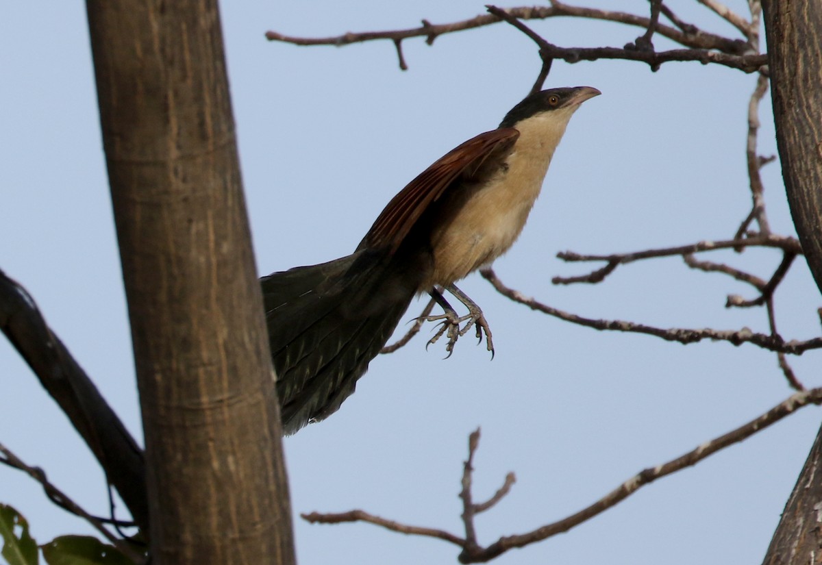 Senegal Coucal - ML140269281