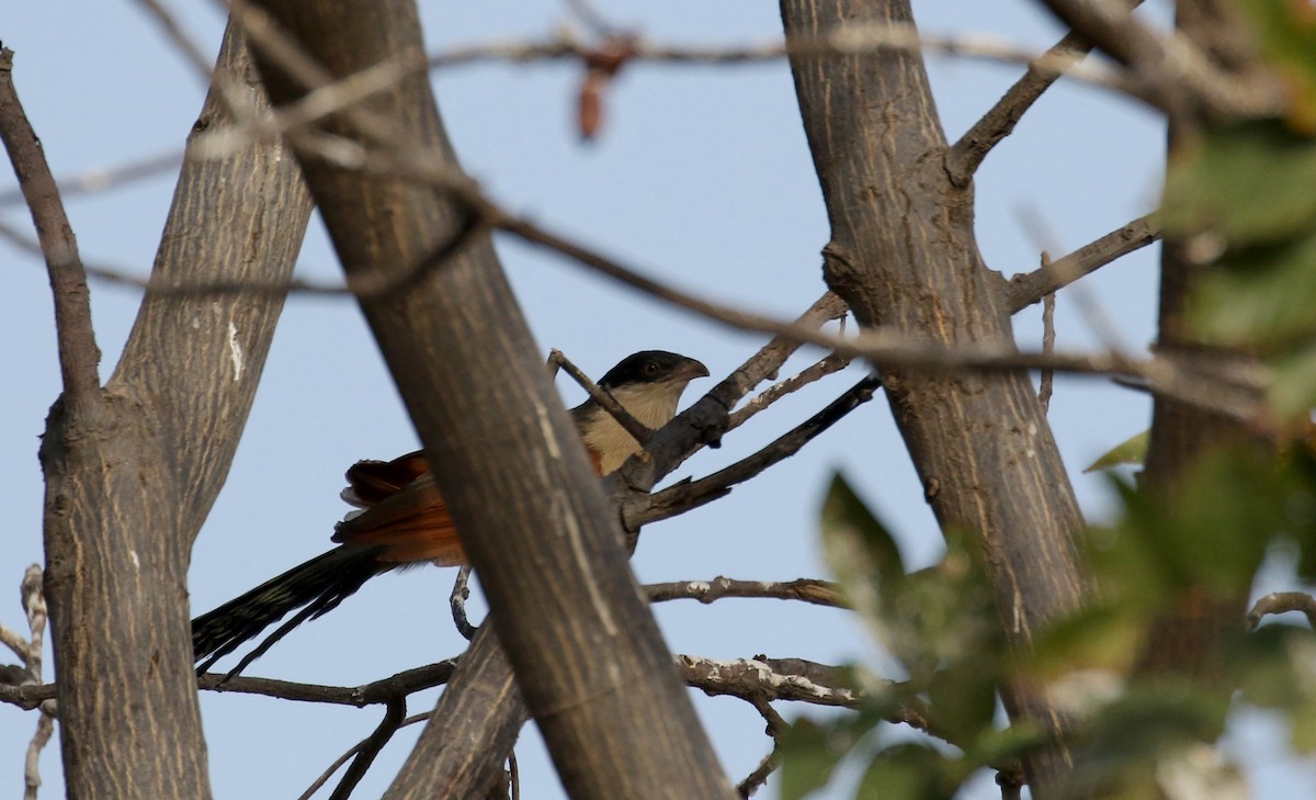 Senegal Coucal - ML140269291