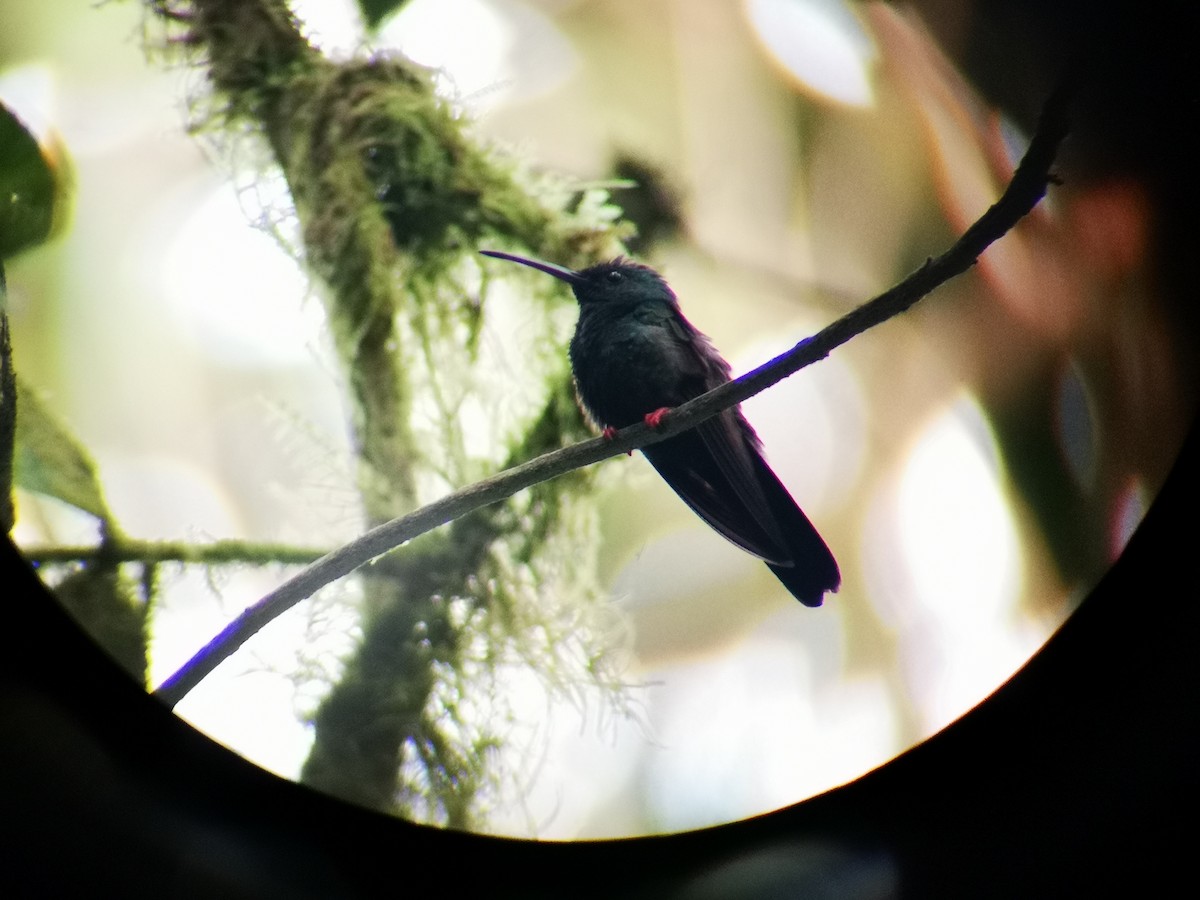 Colibrí Patirrojo - ML140269461