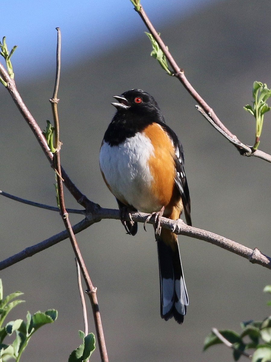 Spotted Towhee - ML140269751