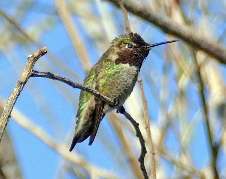 Anna's Hummingbird - Kitty ONeil