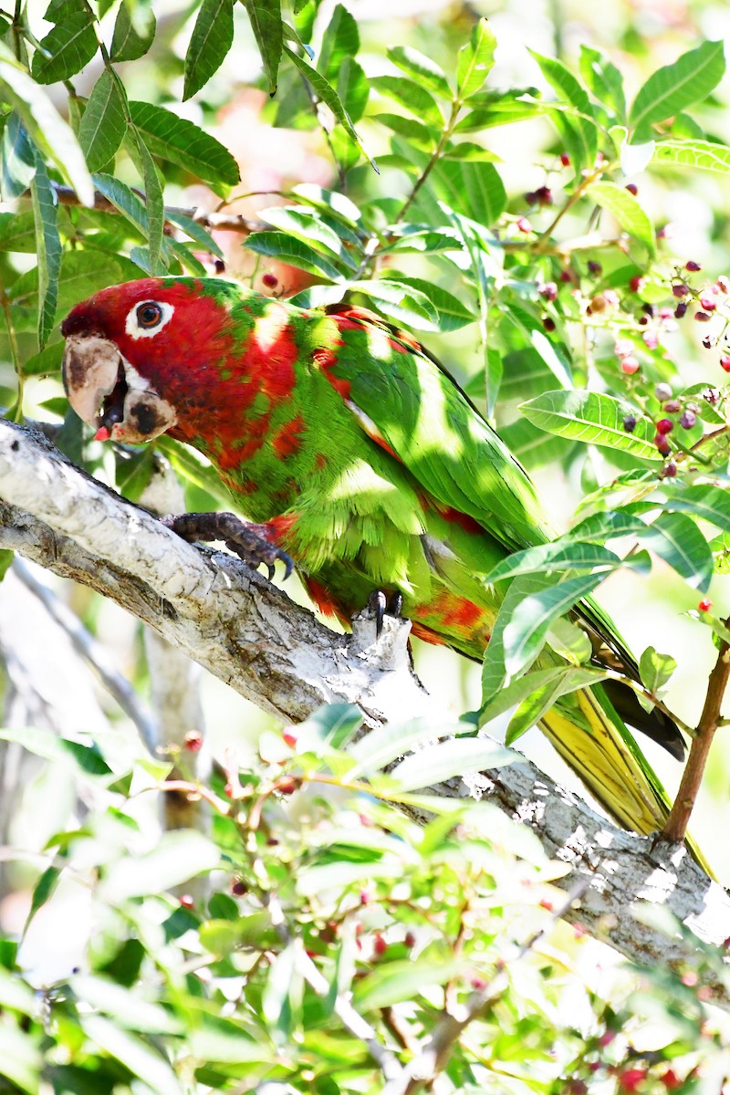 Mitred/Red-masked Parakeet - ML140272861