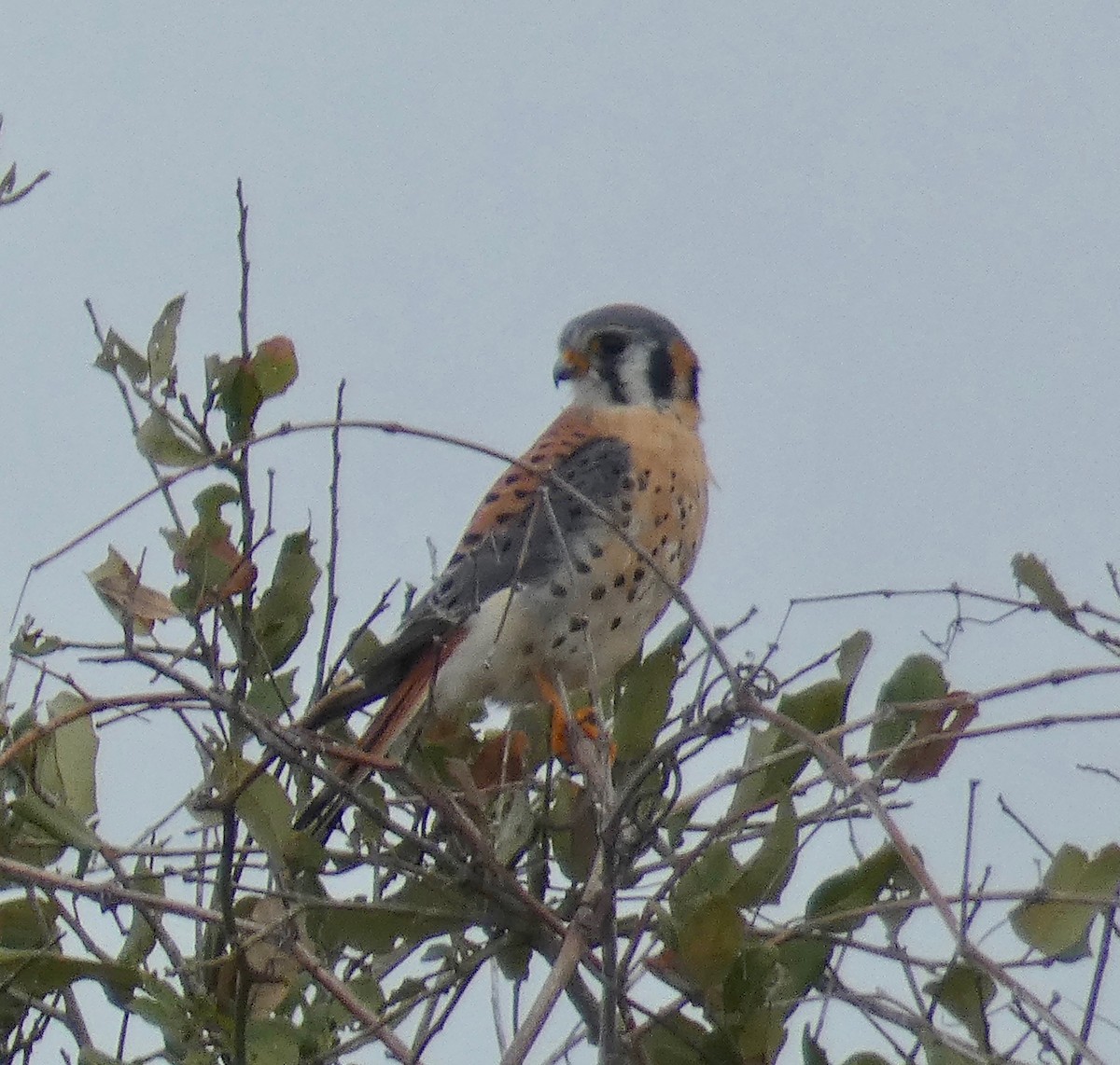 American Kestrel - ML140272951