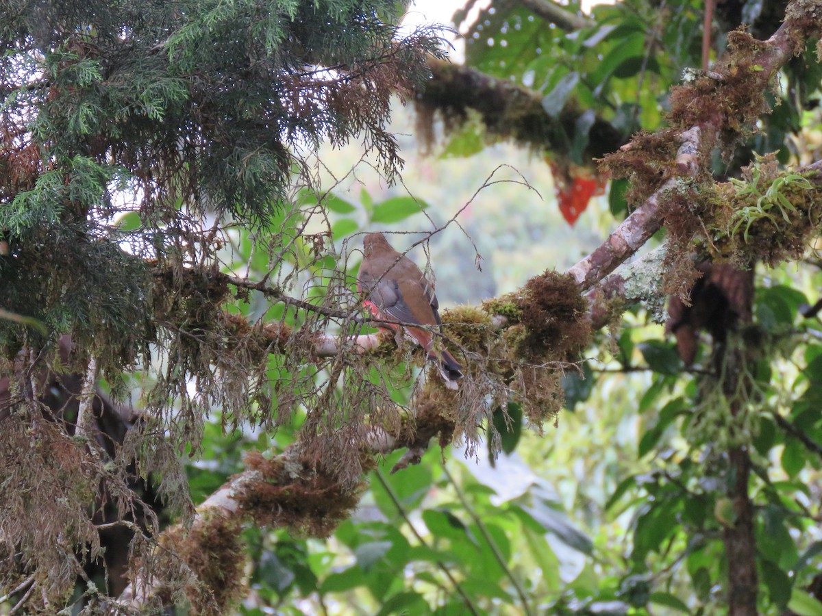 Masked Trogon - ML140273061