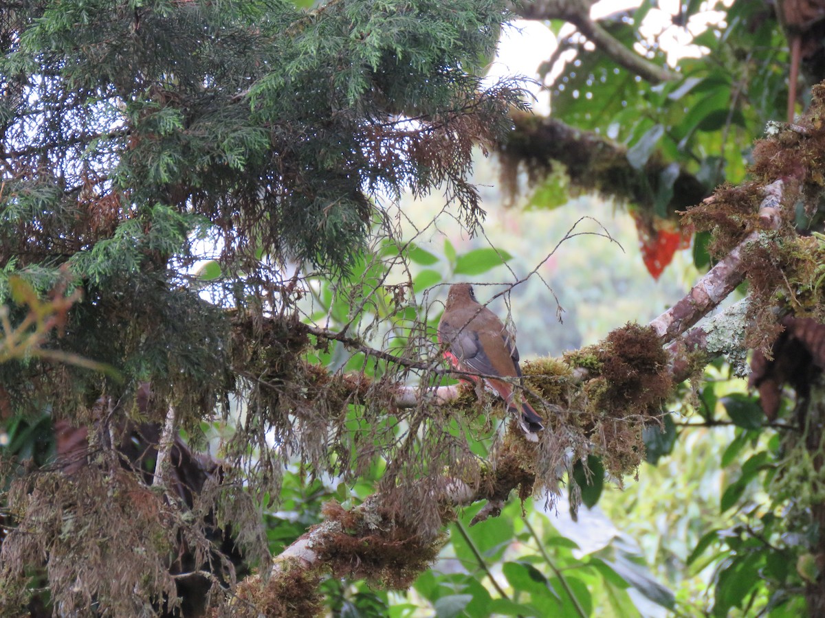 Masked Trogon - ML140273071