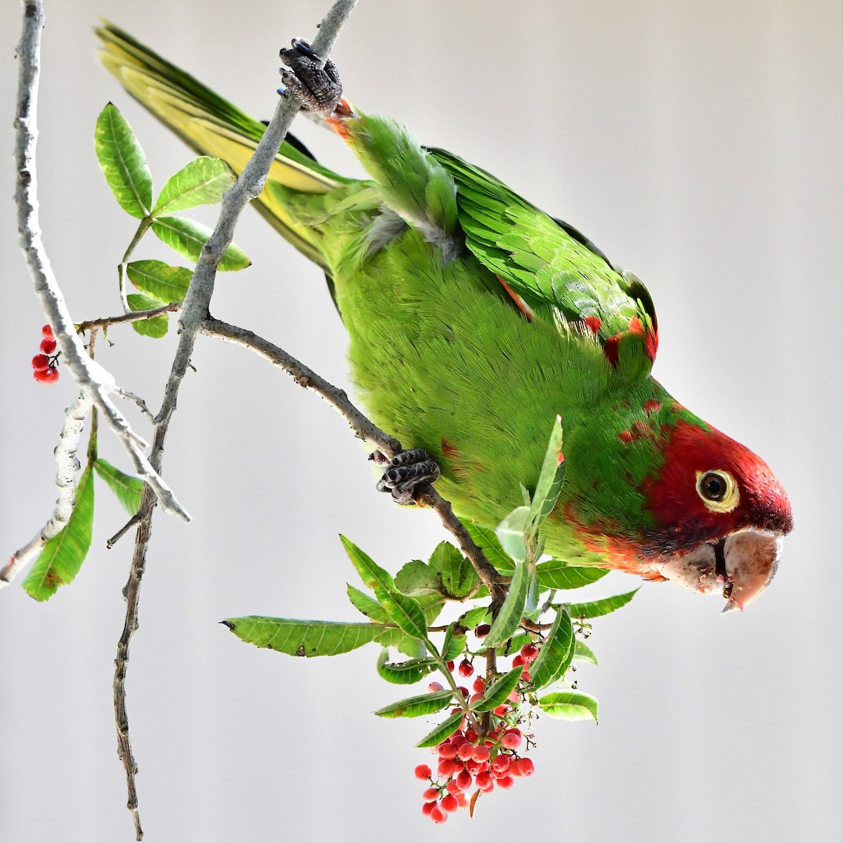 Conure à tête rouge - ML140273211