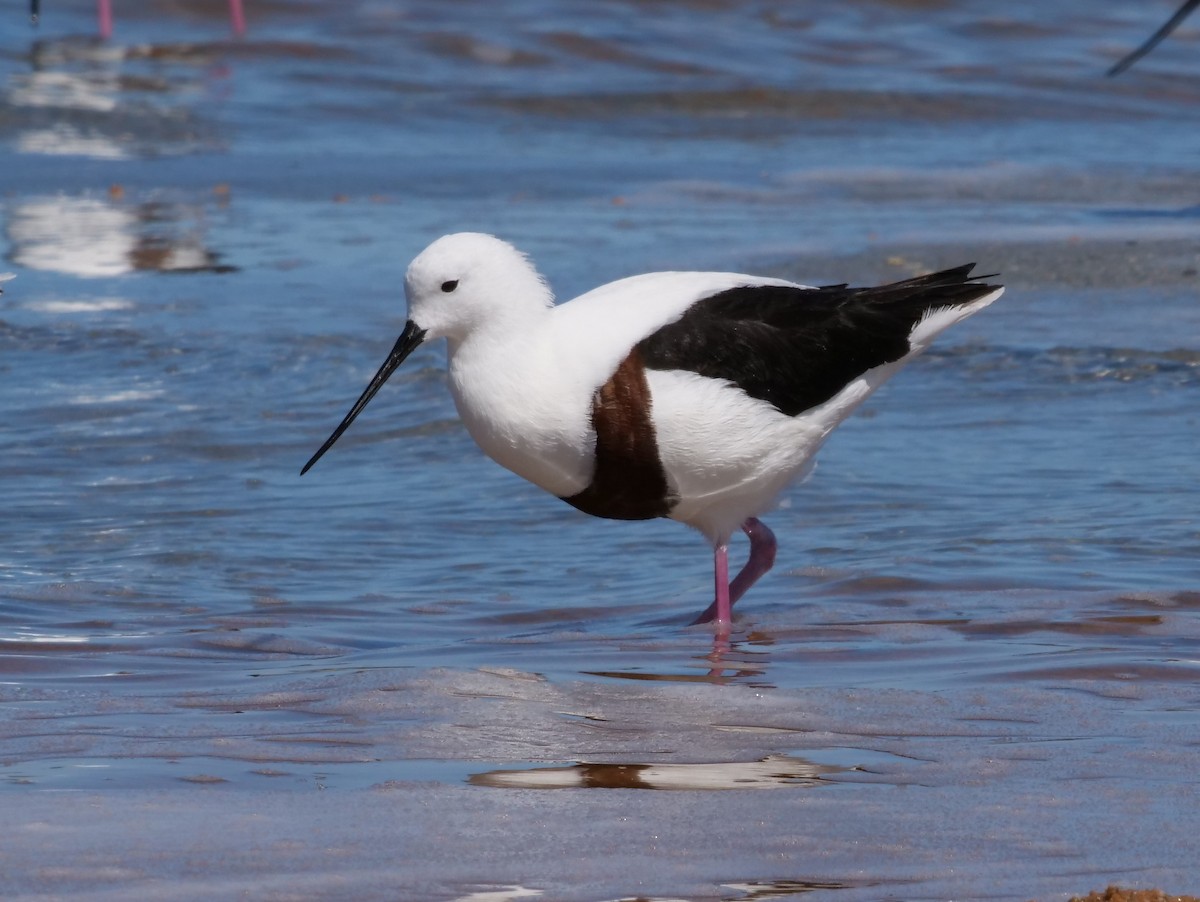 Banded Stilt - Peter Lowe