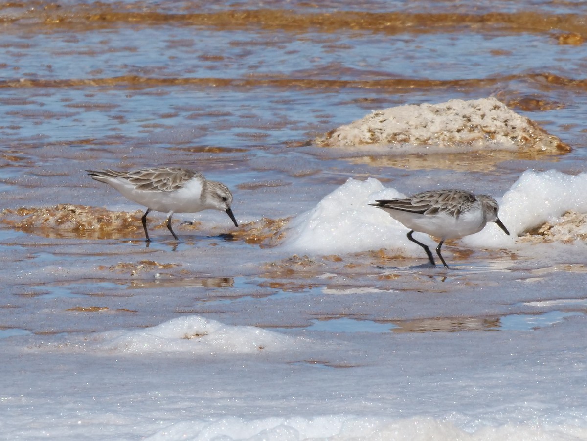 Rotkehl-Strandläufer - ML140274351