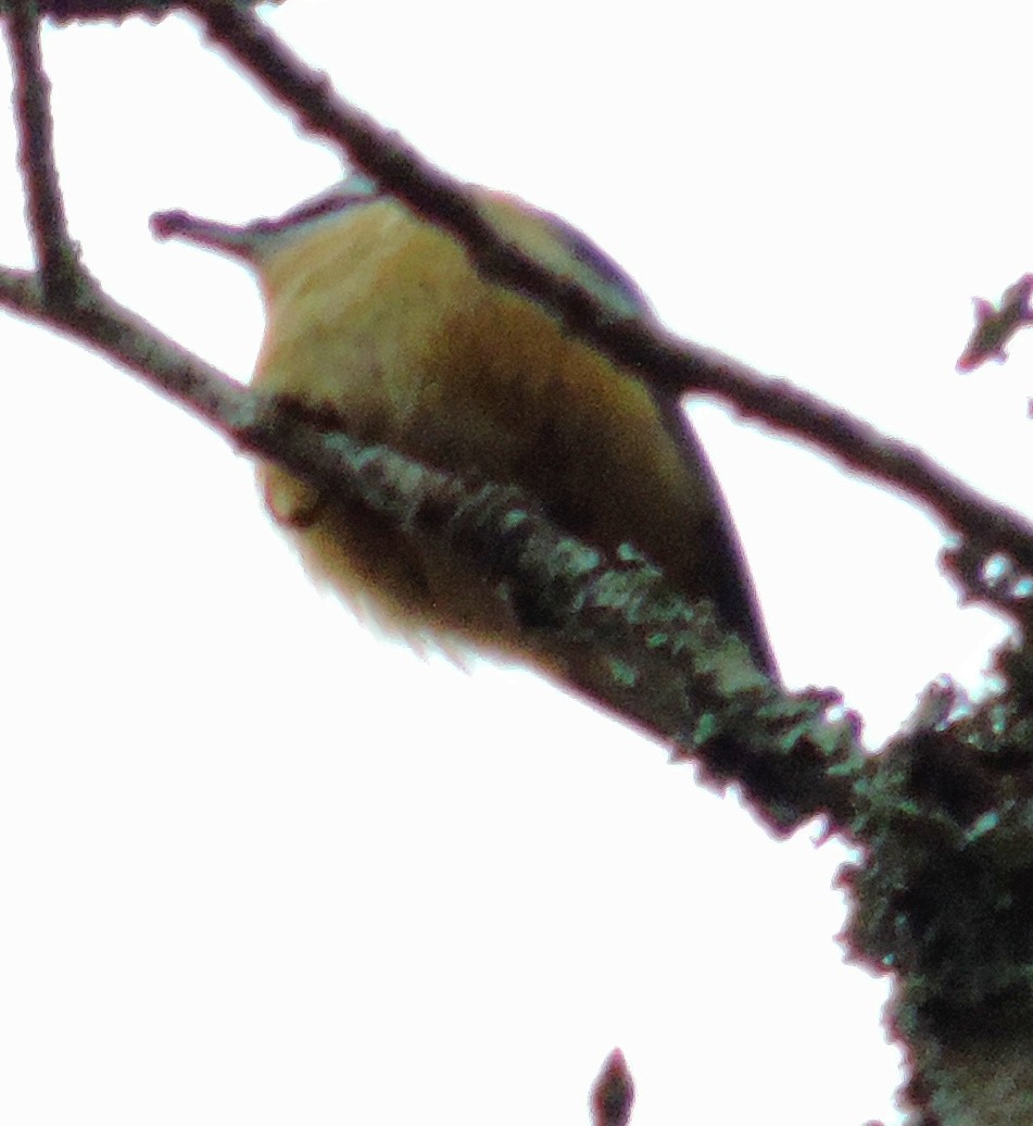 Red-breasted Nuthatch - ML140276291