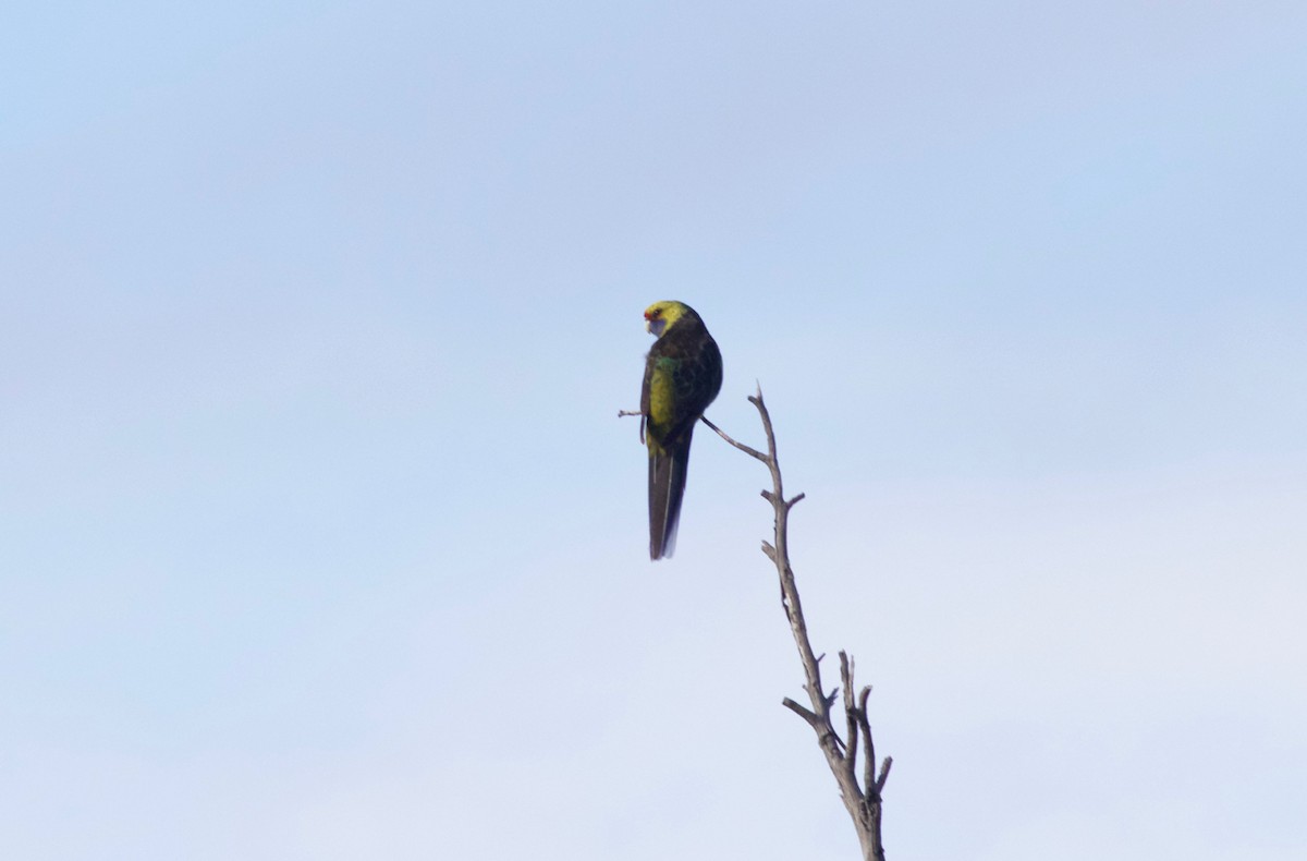 Green Rosella - ML140276511