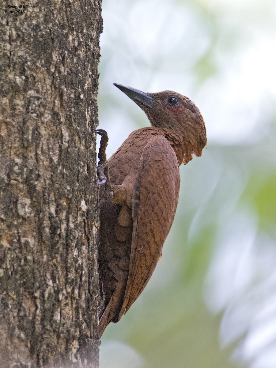 Rufous Woodpecker - ML140276631