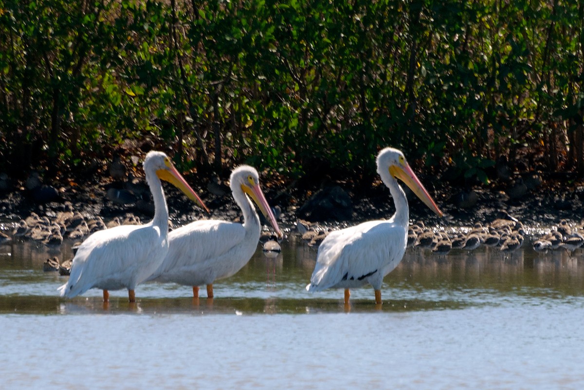 American White Pelican - ML140276651