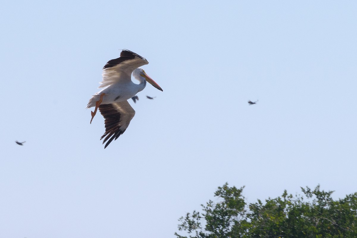 American White Pelican - ML140276661