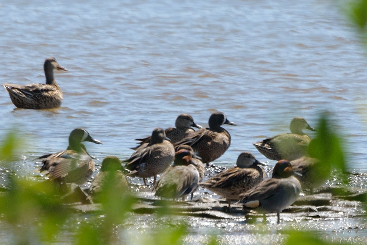 Blue-winged Teal - ML140276721