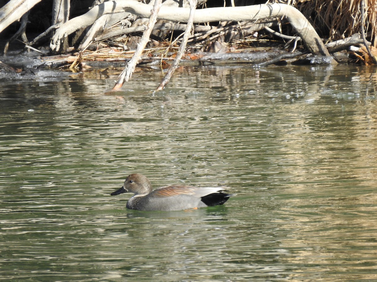 Gadwall - ML140277311