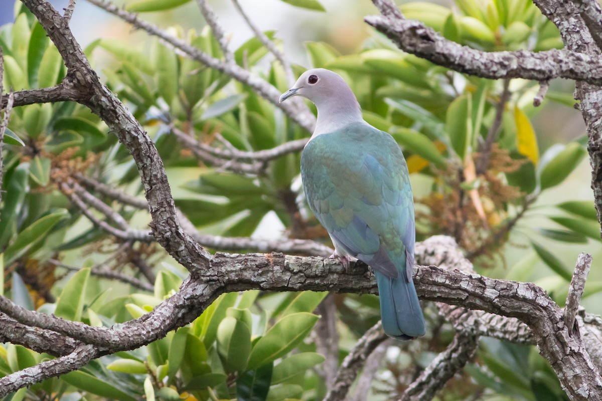 Green Imperial-Pigeon - Lucas Bobay