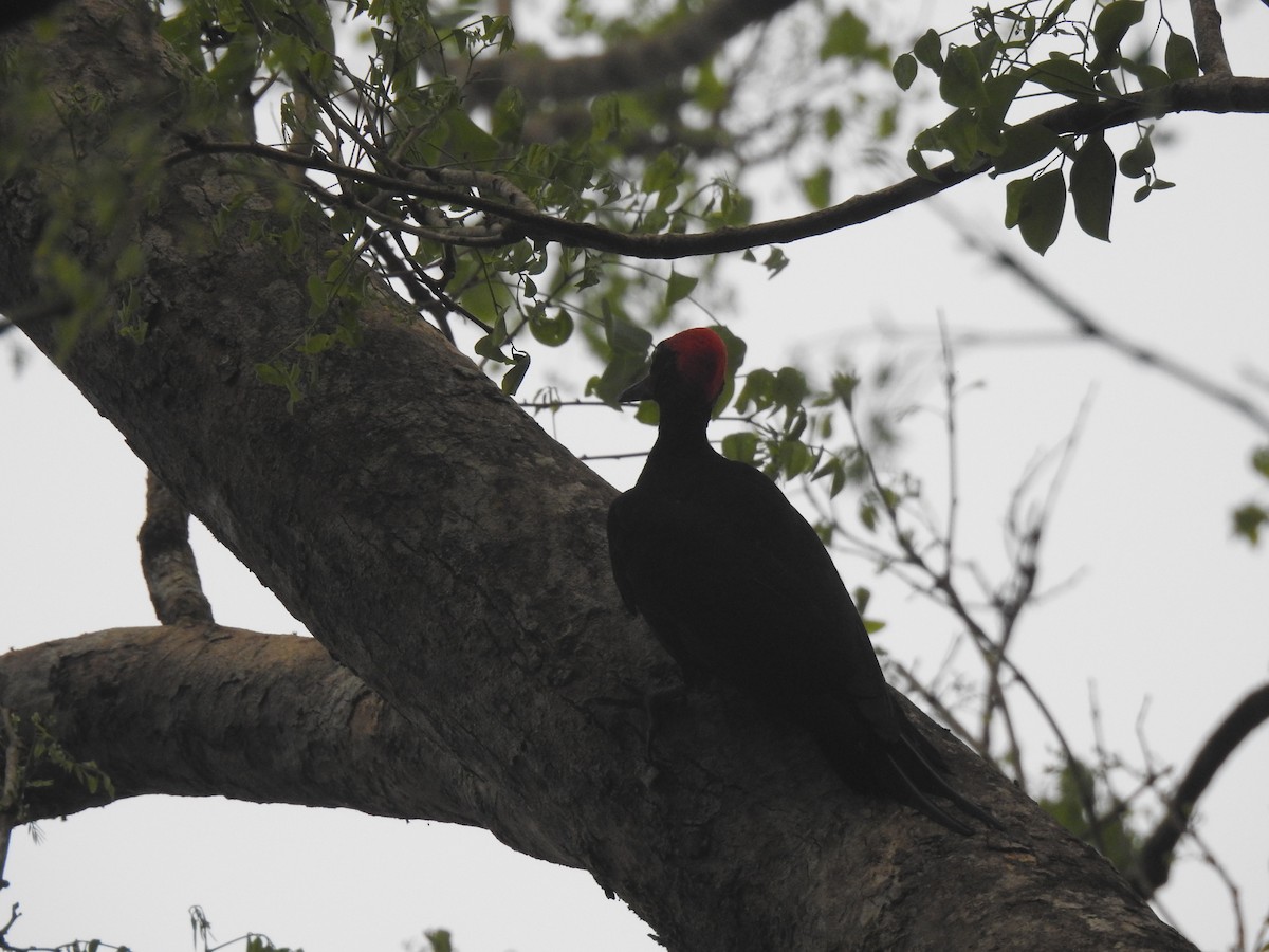 White-bellied Woodpecker - Vivek Chandran