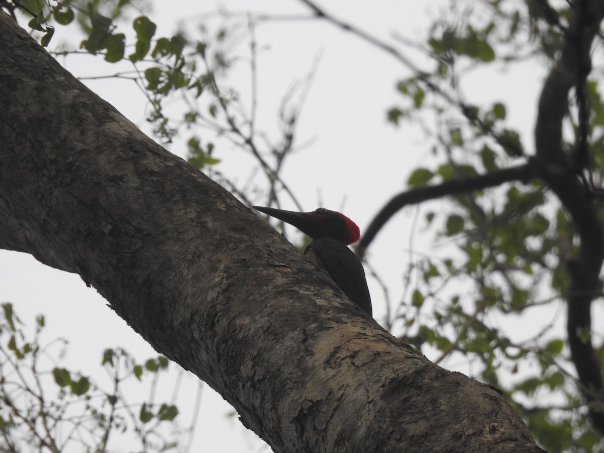 White-bellied Woodpecker - Vivek Chandran