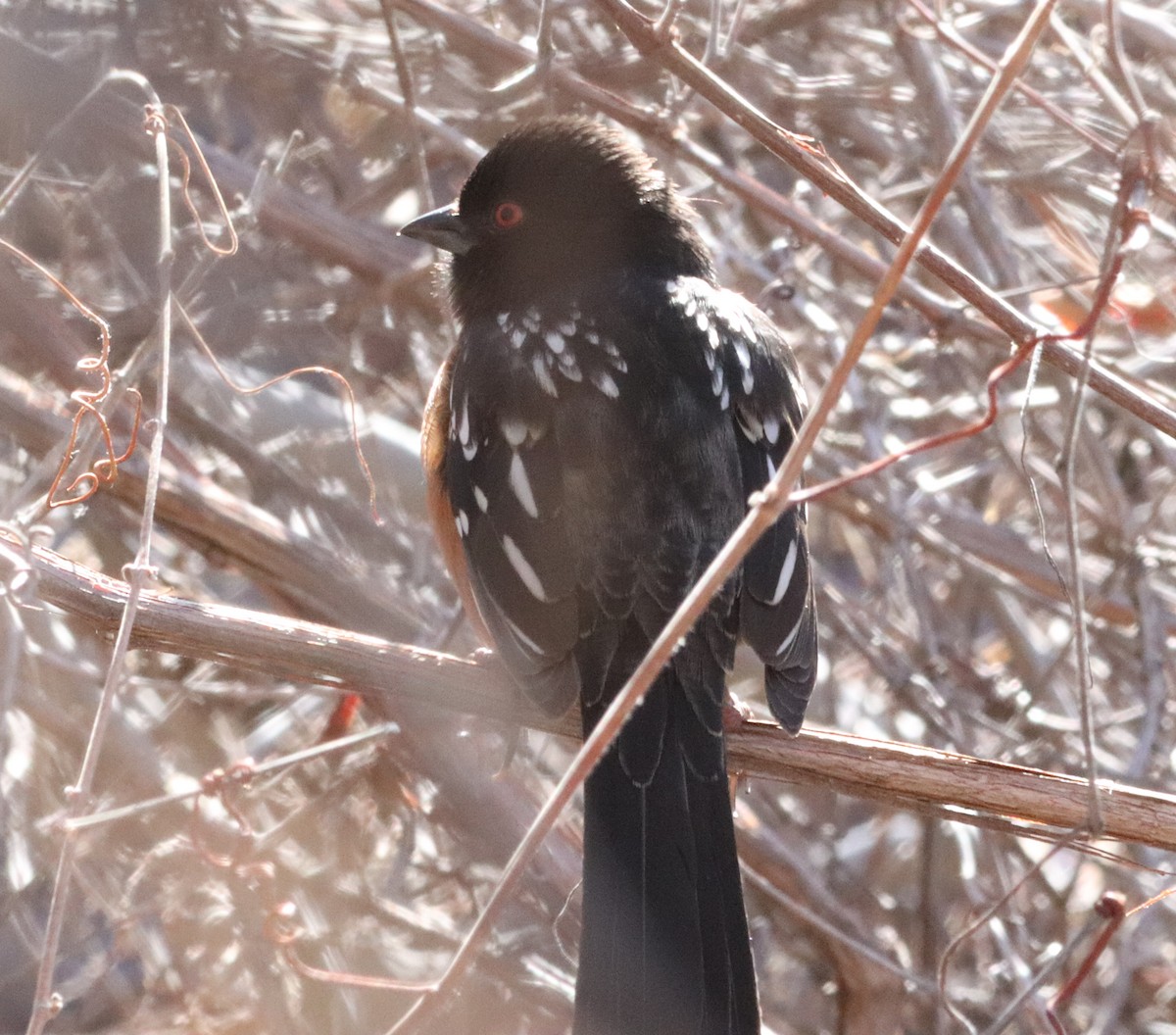 Spotted Towhee - ML140283221