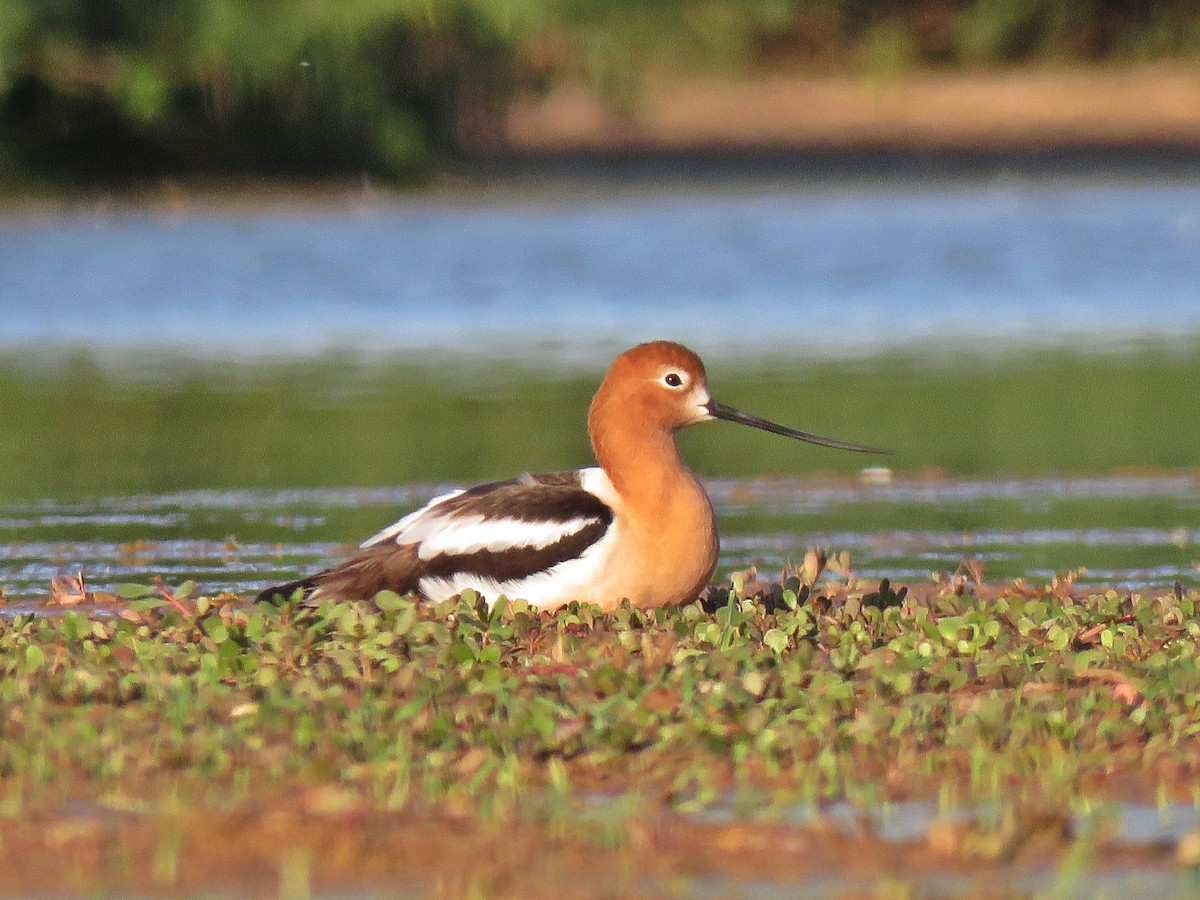 Avoceta Americana - ML140283471