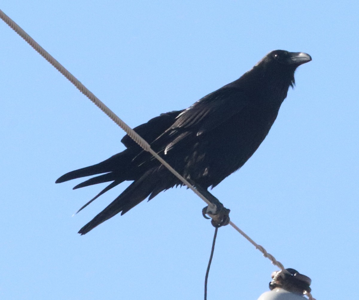 Common Raven - Daphne Asbell