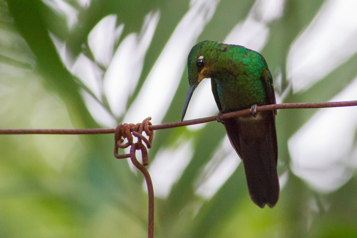 Green-crowned Brilliant - Chris Sayers