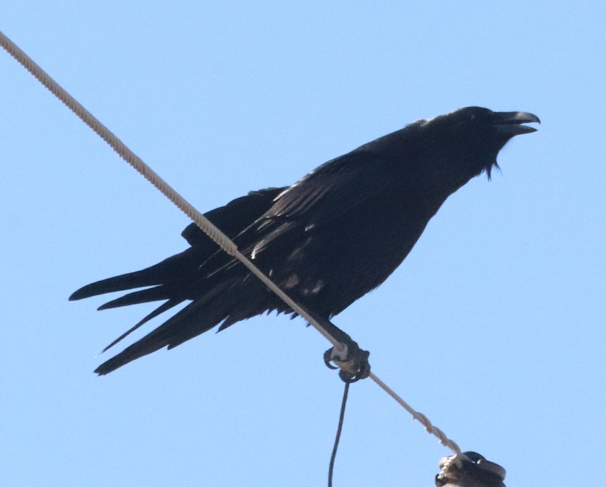 Common Raven - Daphne Asbell