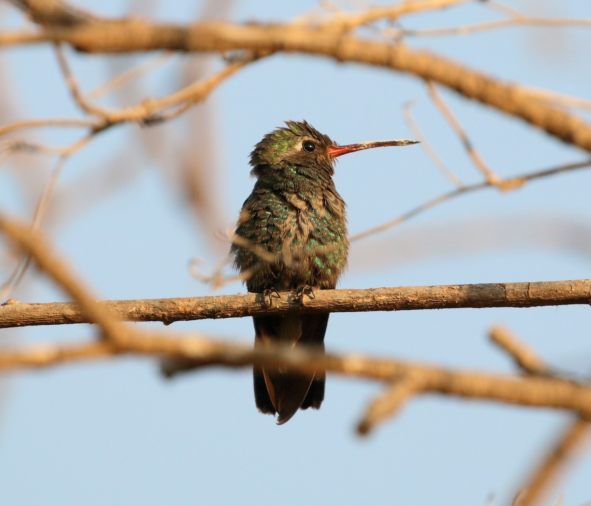 Broad-billed Hummingbird - Anuar López