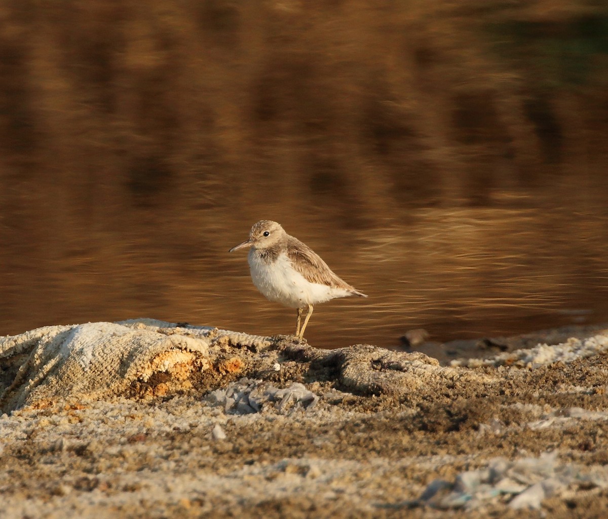 Spotted Sandpiper - ML140284031