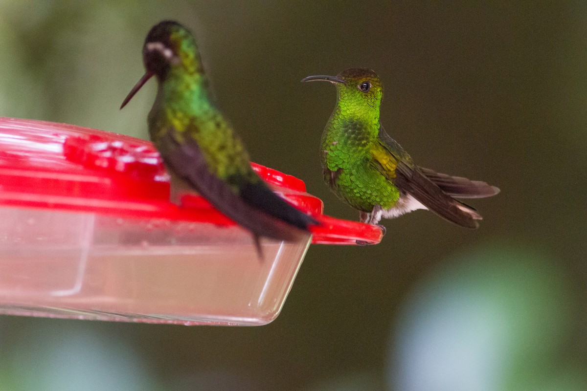 kolibřík měděnohlavý - ML140284531