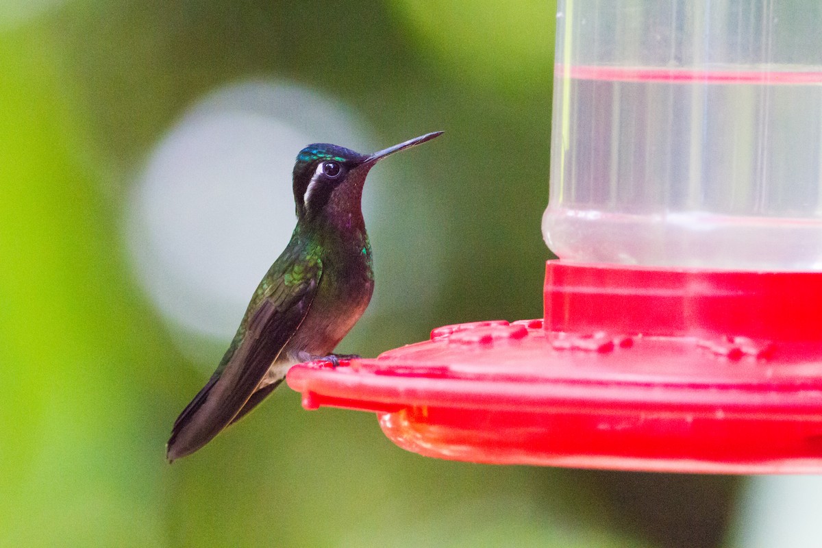 kolibřík fialovohrdlý - ML140284621