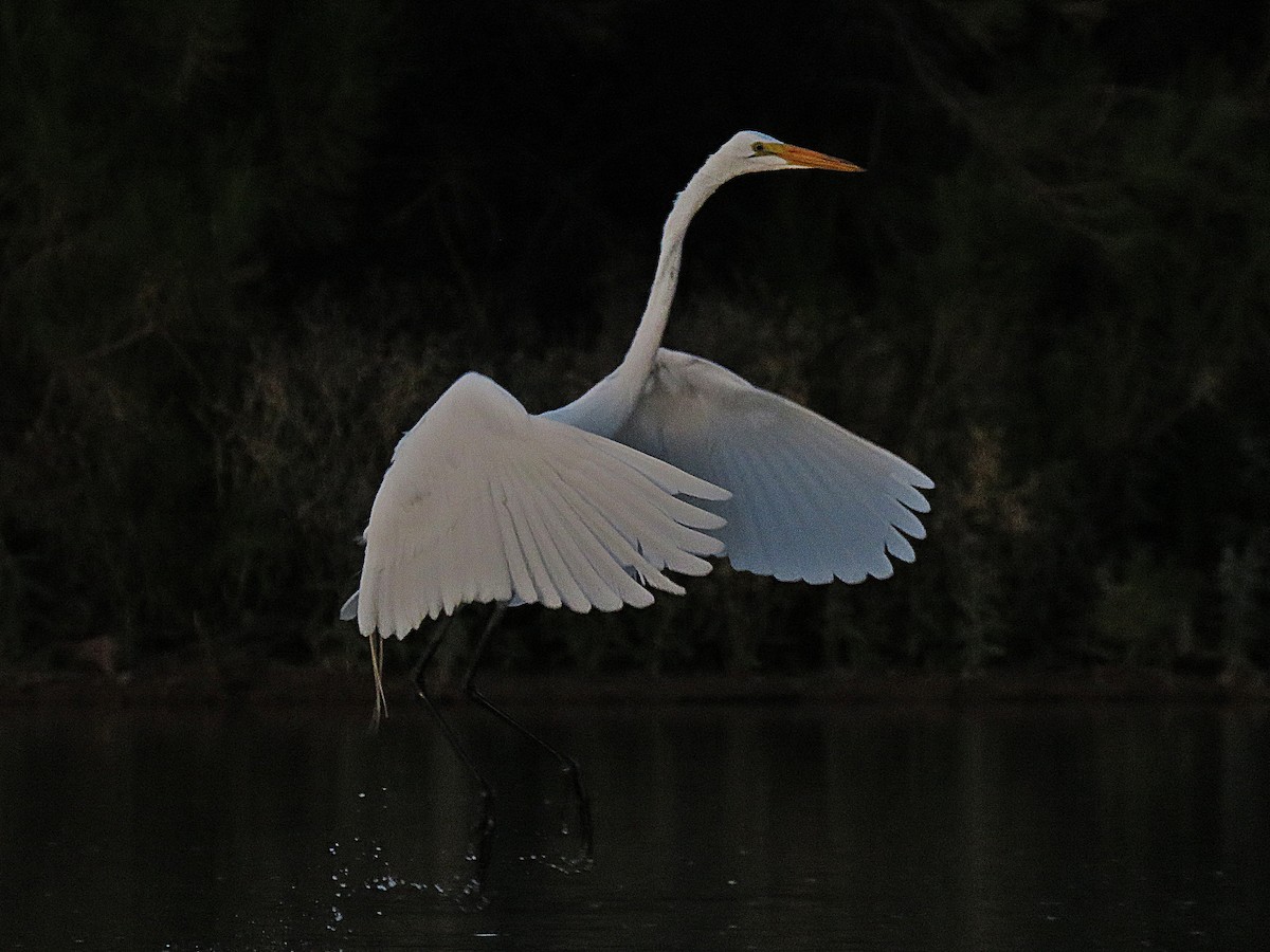 Great Egret - ML140285141