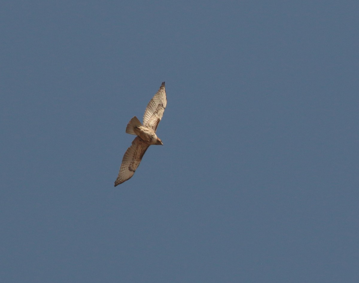 Red-tailed Hawk - Anuar López