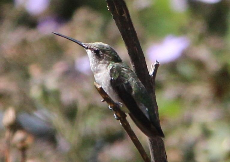 Colibri à gorge rubis - ML140285901